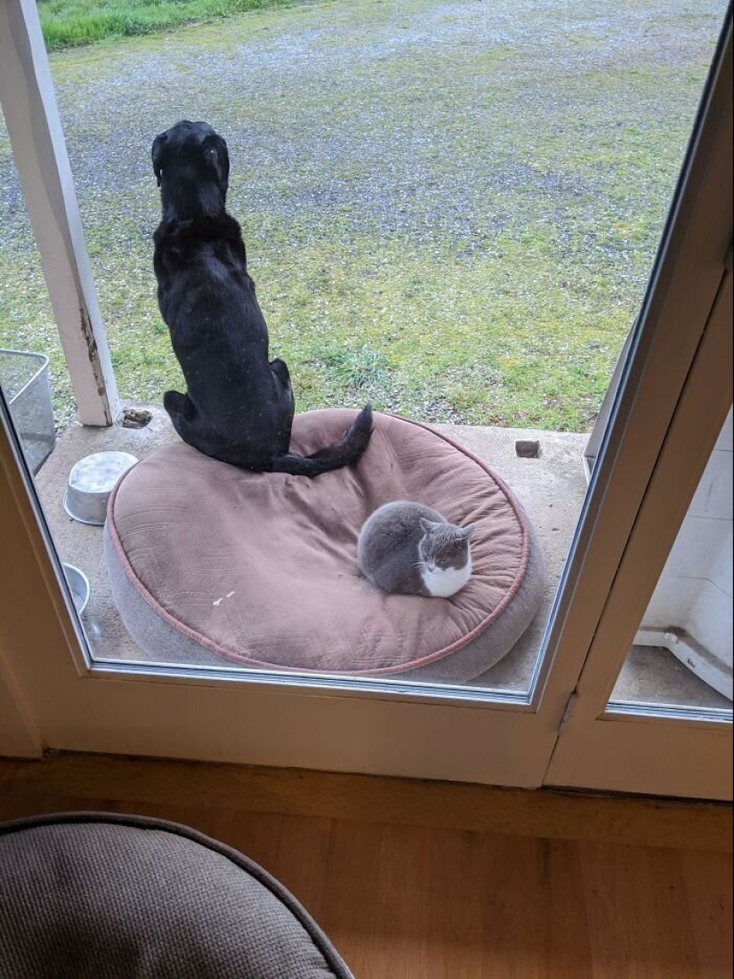 50 funny pictures of sad dogs, cats expelled from their places