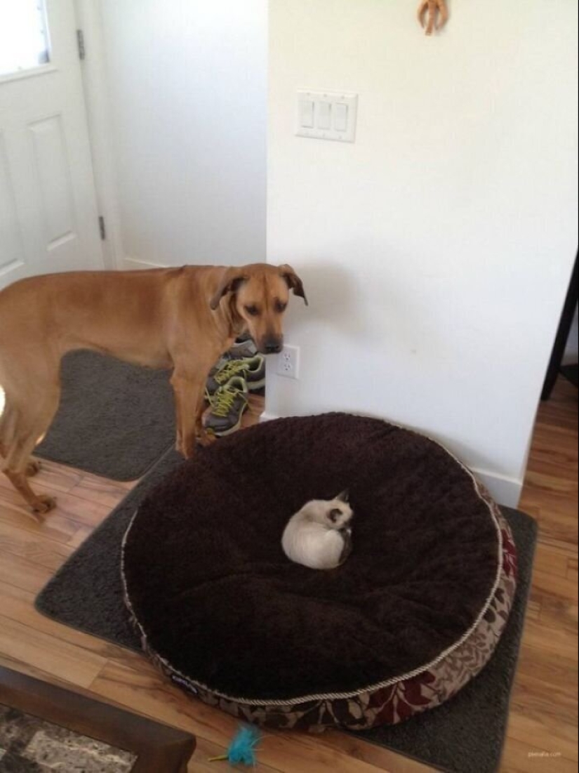50 funny pictures of sad dogs, cats expelled from their places