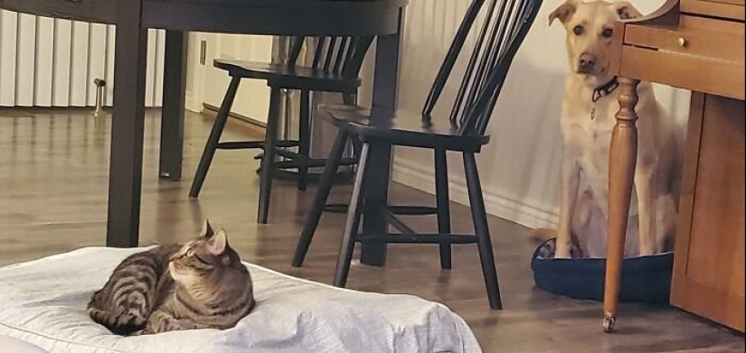 50 funny pictures of sad dogs, cats expelled from their places