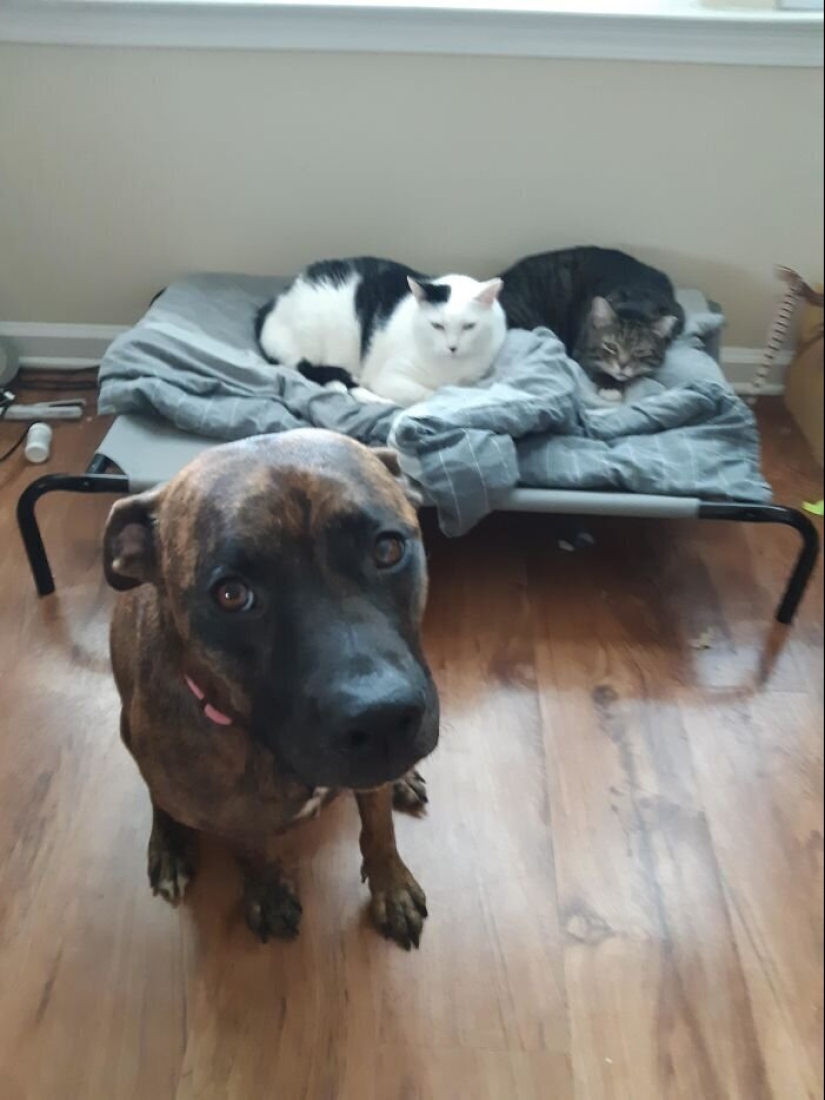 50 funny pictures of sad dogs, cats expelled from their places