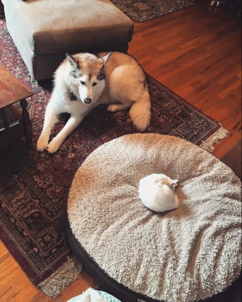 50 funny pictures of sad dogs, cats expelled from their places