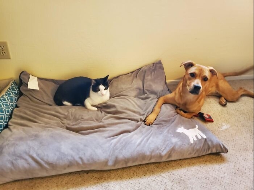 50 funny pictures of sad dogs, cats expelled from their places