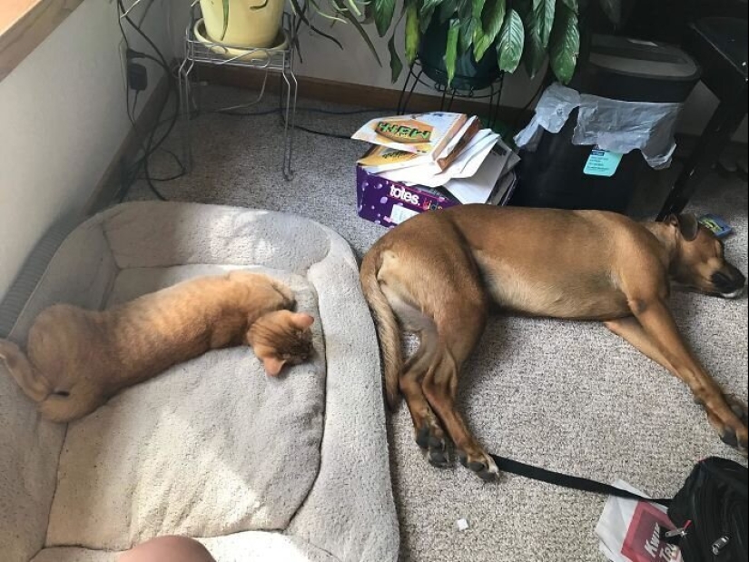 50 funny pictures of sad dogs, cats expelled from their places