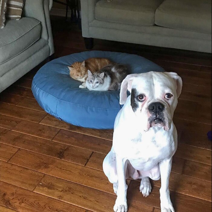 50 funny pictures of sad dogs, cats expelled from their places