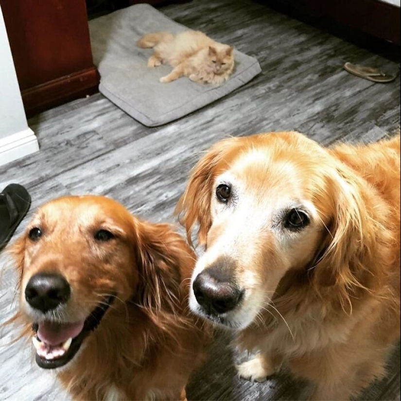 50 funny pictures of sad dogs, cats expelled from their places