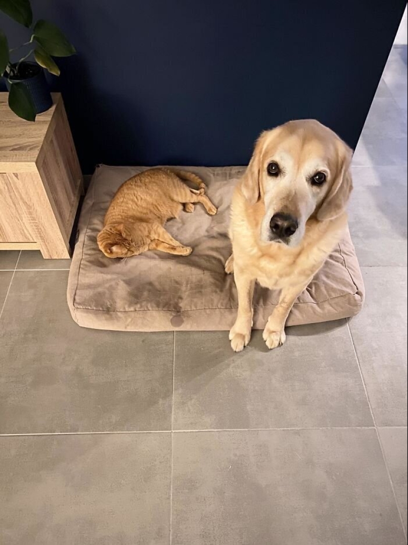 50 funny pictures of sad dogs, cats expelled from their places