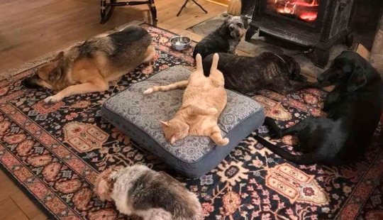 50 funny pictures of sad dogs, cats expelled from their places 50 funny pictures of sad dogs, cats expelled from their places