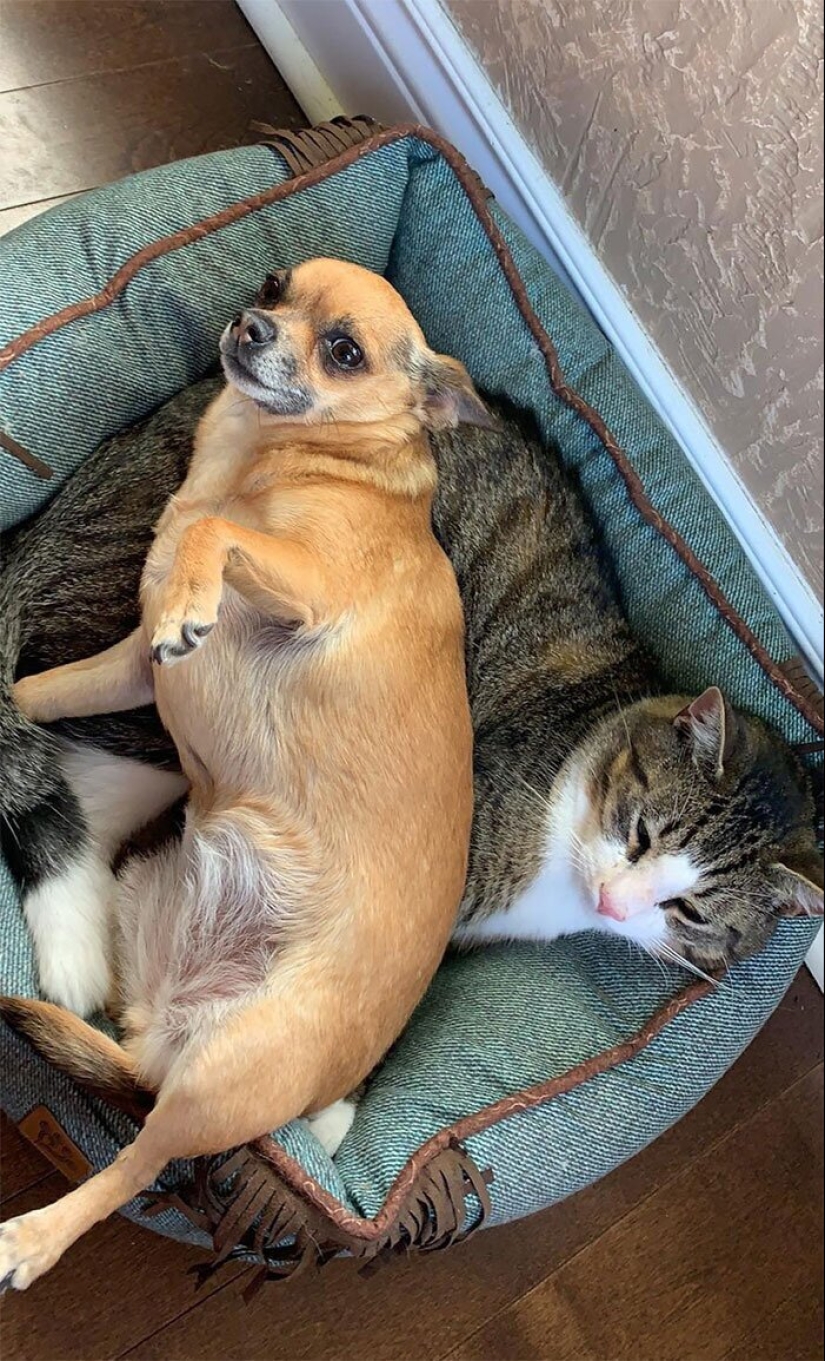 50 funny pictures of sad dogs, cats expelled from their places