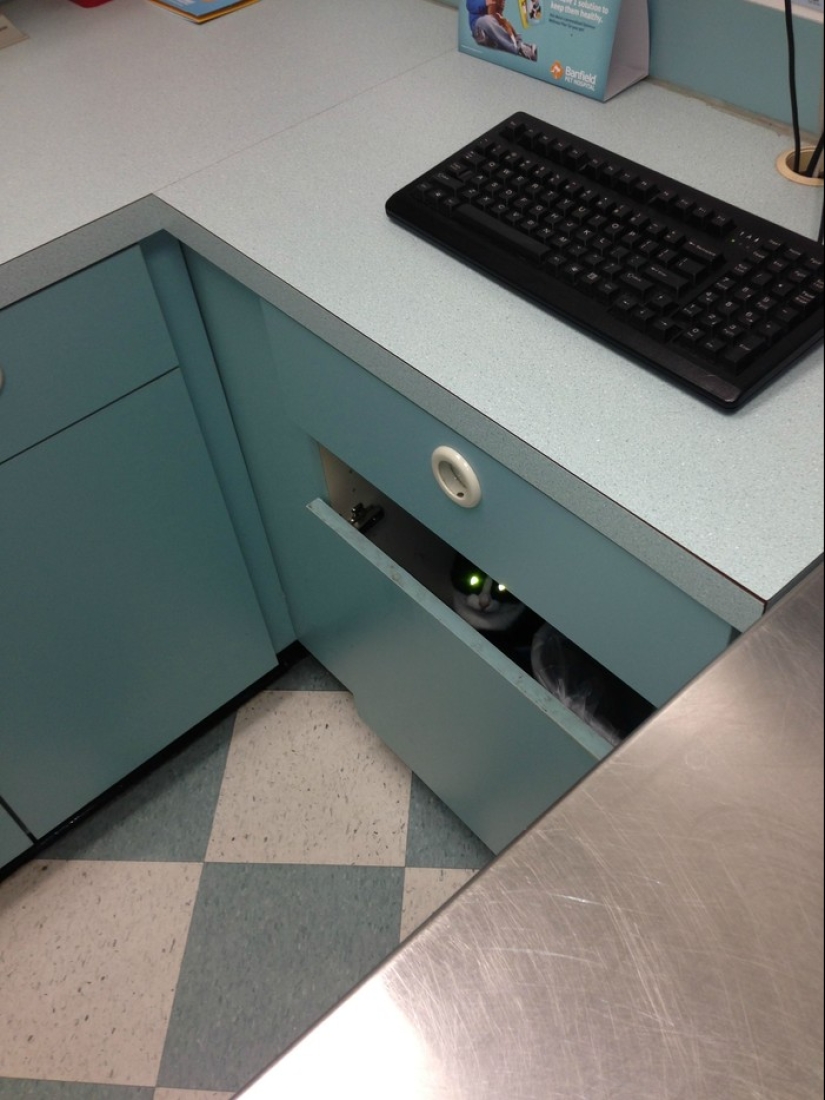 50 gatos que acabo de darme cuenta de que fueron llevados al veterinario 50 gatos que acabo de darme cuenta de que fueron llevados al veterinario