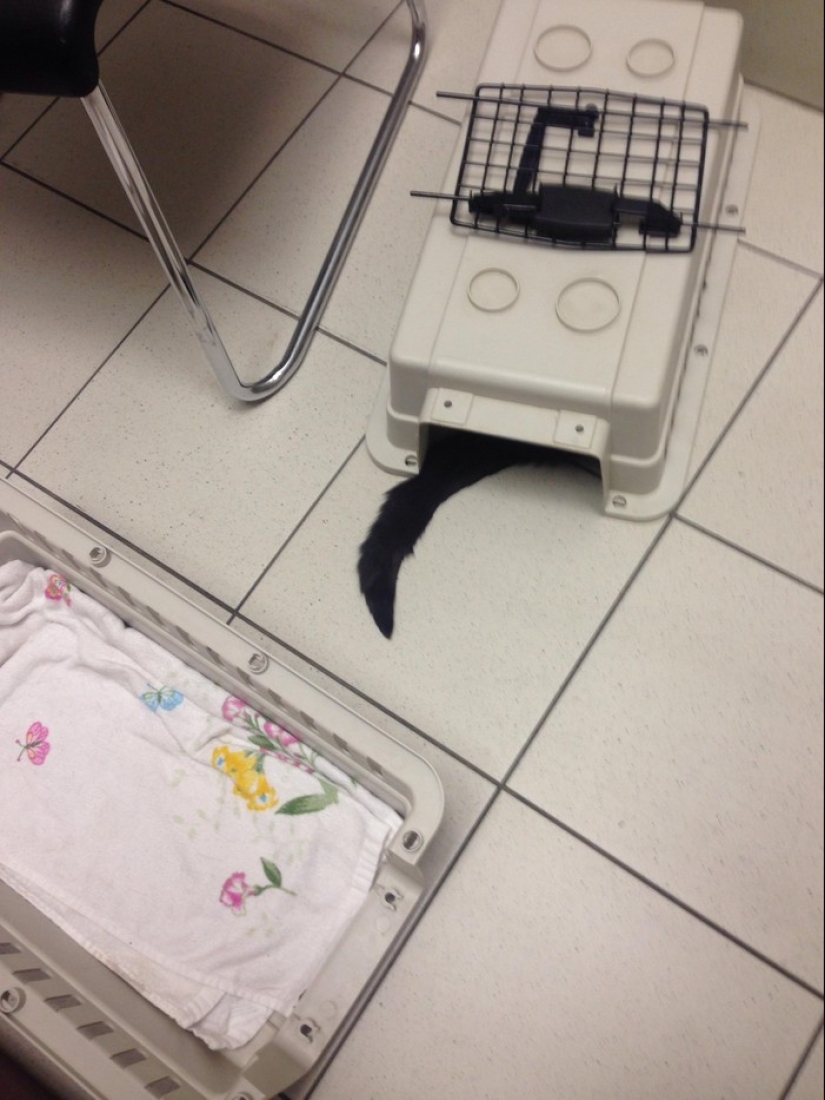 50 gatos que acabo de darme cuenta de que fueron llevados al veterinario 50 gatos que acabo de darme cuenta de que fueron llevados al veterinario