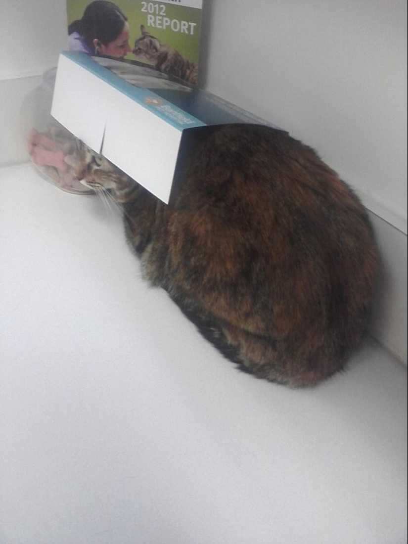 50 gatos que acabo de darme cuenta de que fueron llevados al veterinario 50 gatos que acabo de darme cuenta de que fueron llevados al veterinario