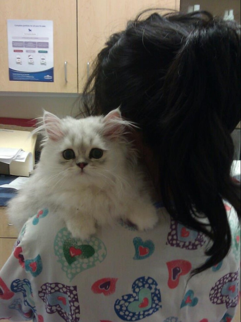 50 gatos que acabo de darme cuenta de que fueron llevados al veterinario 50 gatos que acabo de darme cuenta de que fueron llevados al veterinario