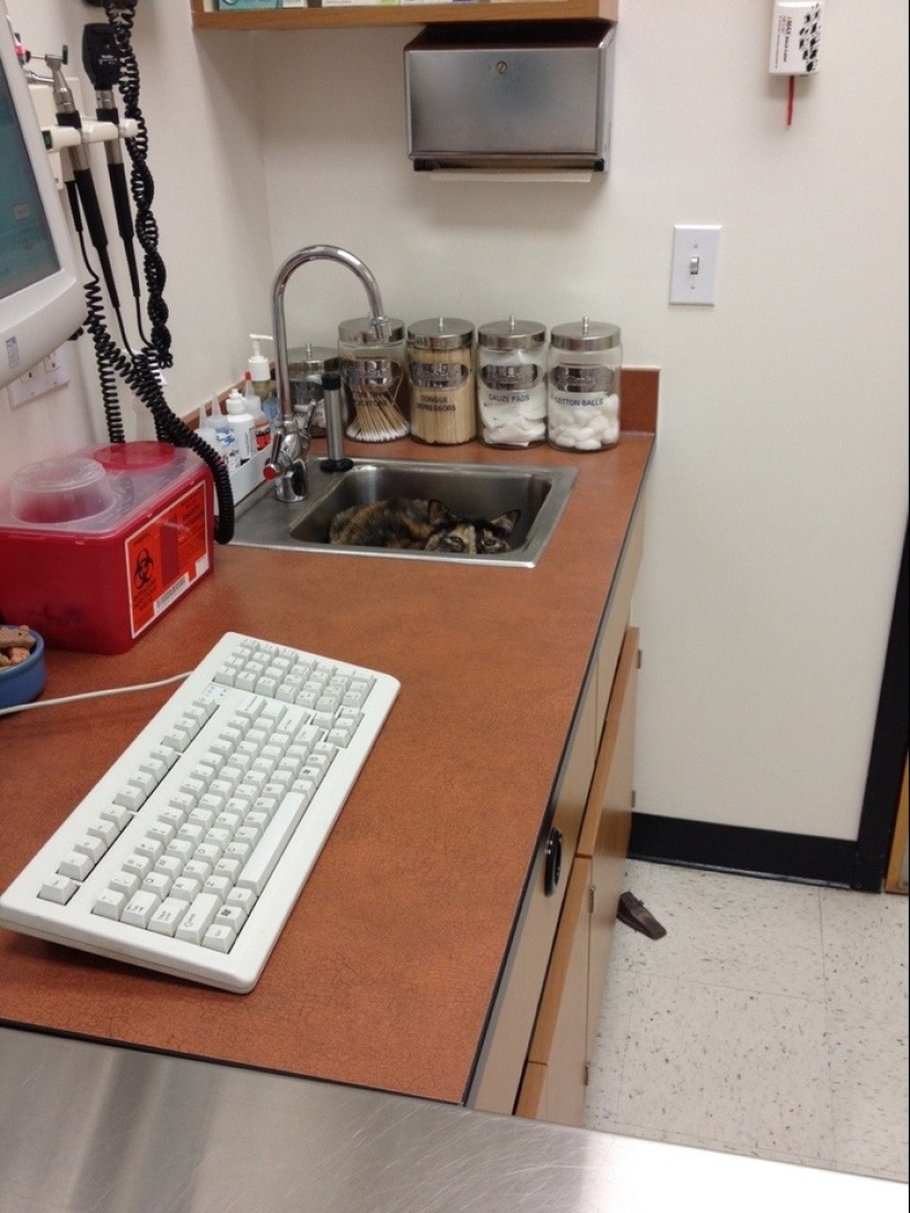 50 gatos que acabo de darme cuenta de que fueron llevados al veterinario 50 gatos que acabo de darme cuenta de que fueron llevados al veterinario