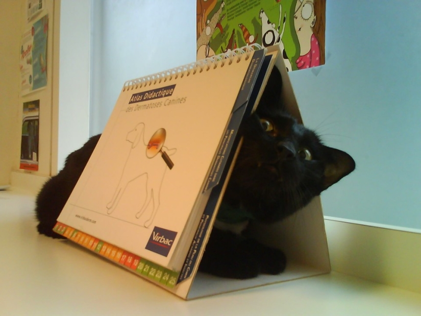 50 gatos que acabo de darme cuenta de que fueron llevados al veterinario 50 gatos que acabo de darme cuenta de que fueron llevados al veterinario