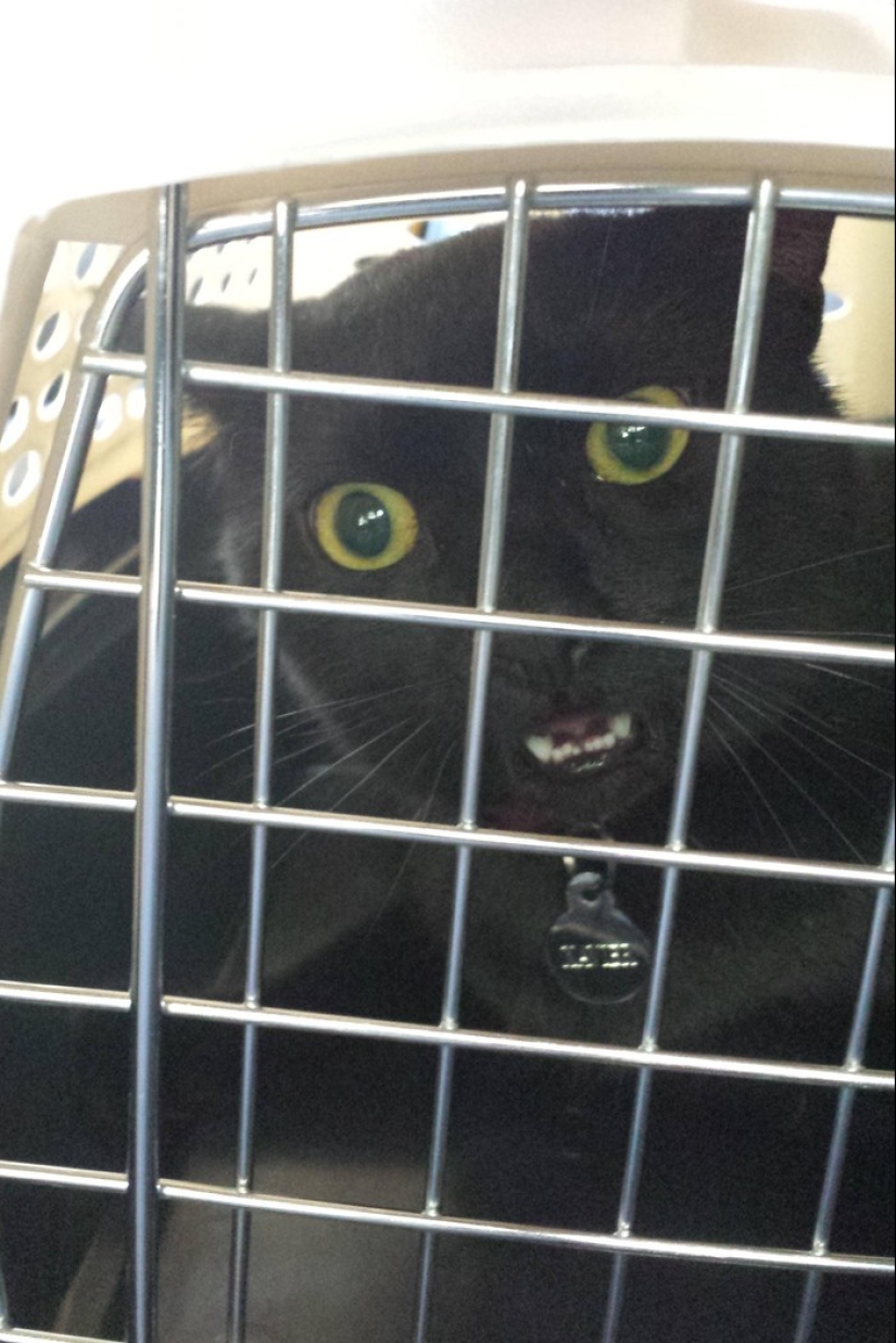 50 gatos que acabo de darme cuenta de que fueron llevados al veterinario 50 gatos que acabo de darme cuenta de que fueron llevados al veterinario