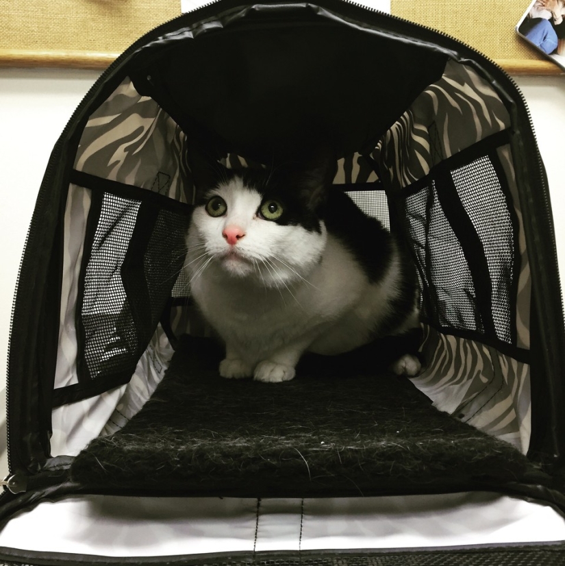 50 gatos que acabo de darme cuenta de que fueron llevados al veterinario 50 gatos que acabo de darme cuenta de que fueron llevados al veterinario