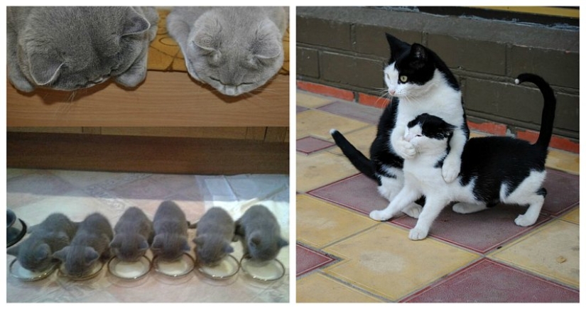 50 guapo gatos y sus adorables mini-copias 50 guapo gatos y sus adorables mini-copias