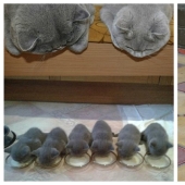 50 guapo gatos y sus adorables mini-copias