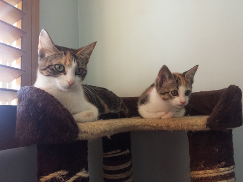 50 guapo gatos y sus adorables mini-copias 50 guapo gatos y sus adorables mini-copias