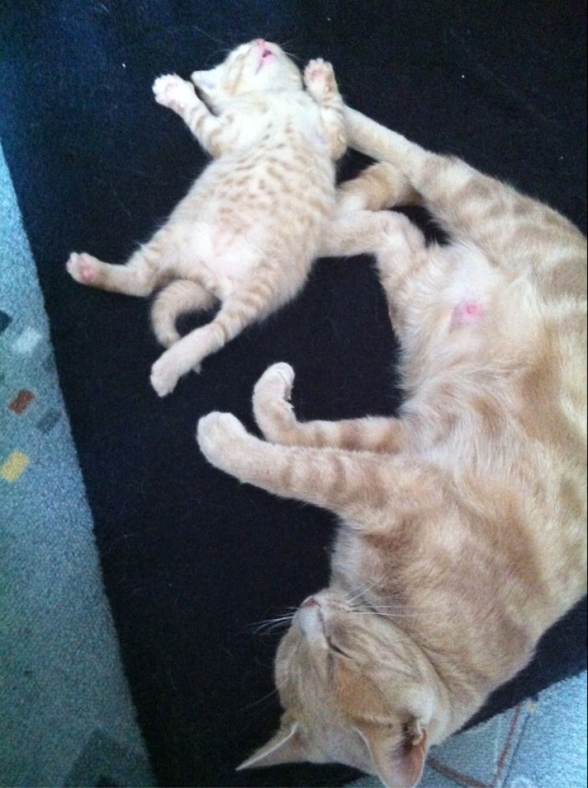 50 guapo gatos y sus adorables mini-copias 50 guapo gatos y sus adorables mini-copias