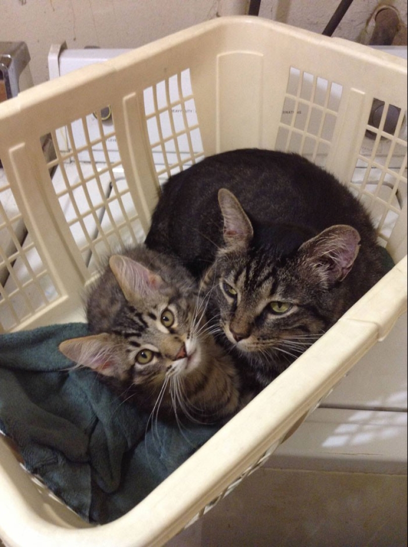 50 guapo gatos y sus adorables mini-copias 50 guapo gatos y sus adorables mini-copias