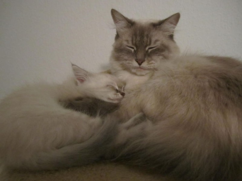 50 guapo gatos y sus adorables mini-copias 50 guapo gatos y sus adorables mini-copias