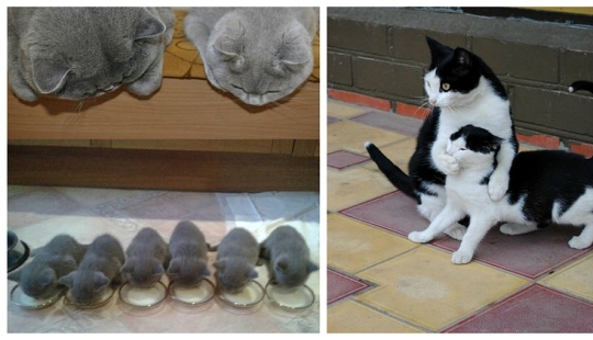 50 handsome cats and their adorable mini-copies