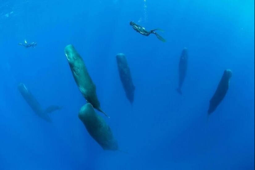 50 misterioso ejemplos de cuando la Madre naturaleza adormecida por el horror