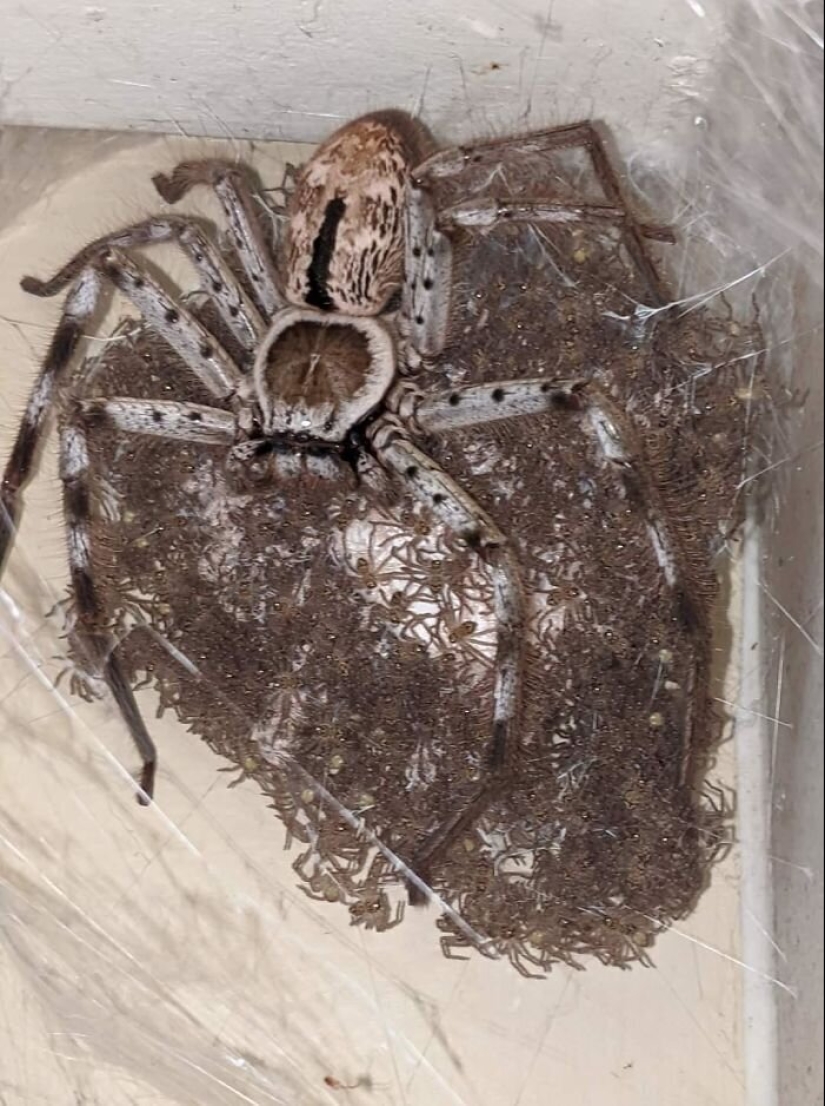 50 misterioso ejemplos de cuando la Madre naturaleza adormecida por el horror