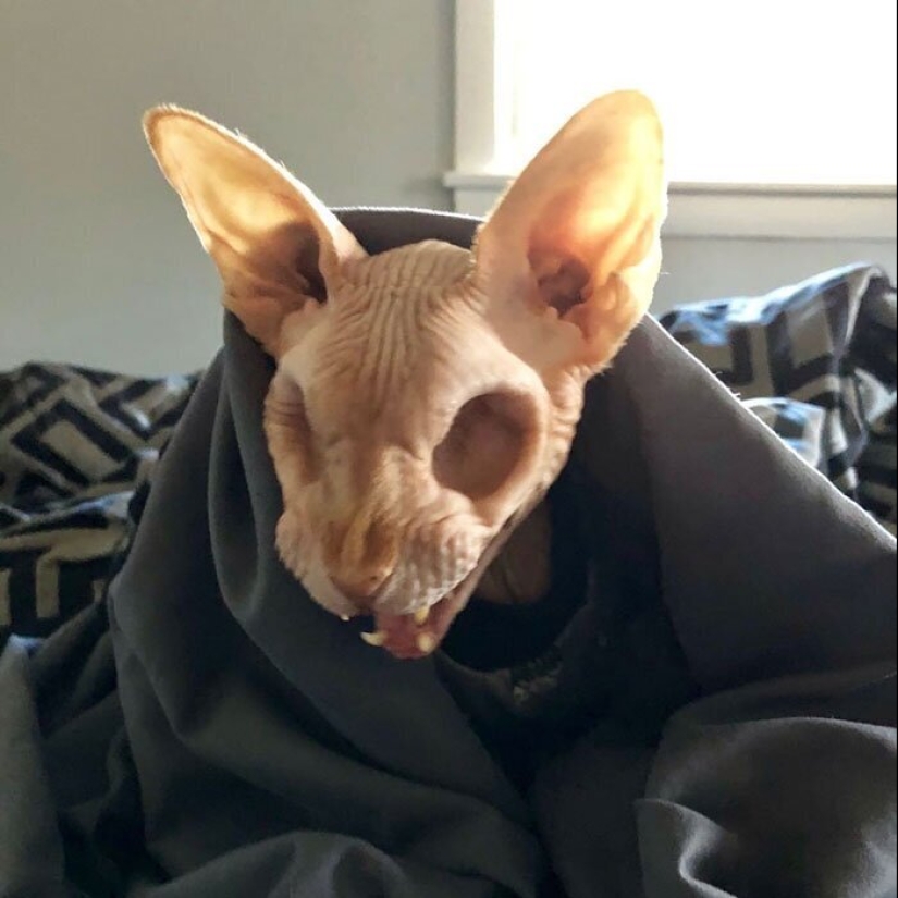 50 misterioso ejemplos de cuando la Madre naturaleza adormecida por el horror