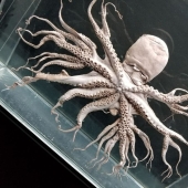 50 misterioso ejemplos de cuando la Madre naturaleza adormecida por el horror