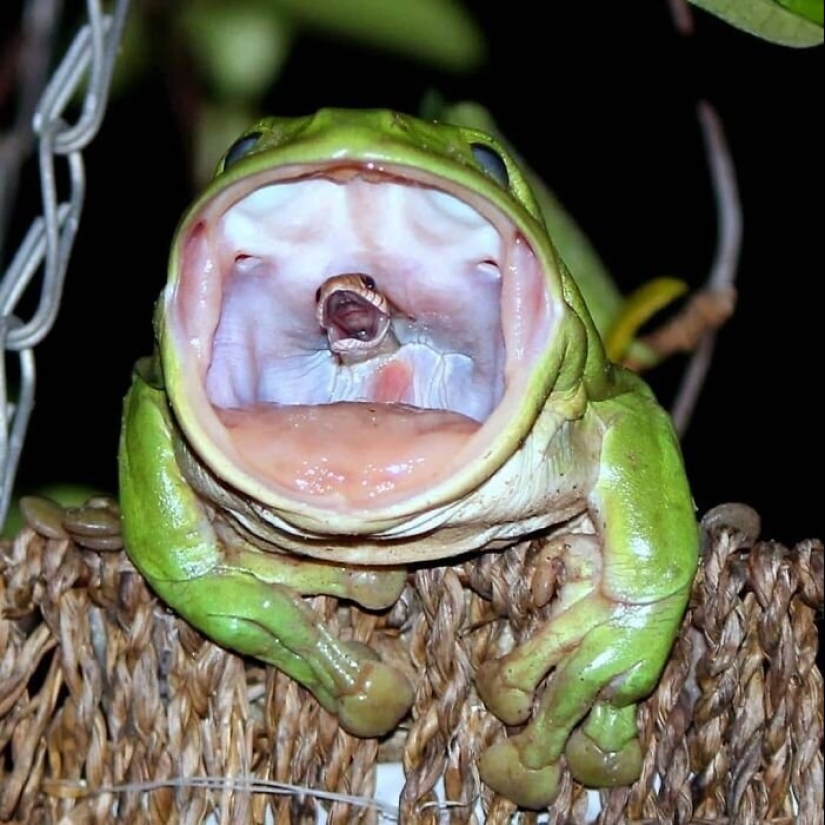 50 misterioso ejemplos de cuando la Madre naturaleza adormecida por el horror