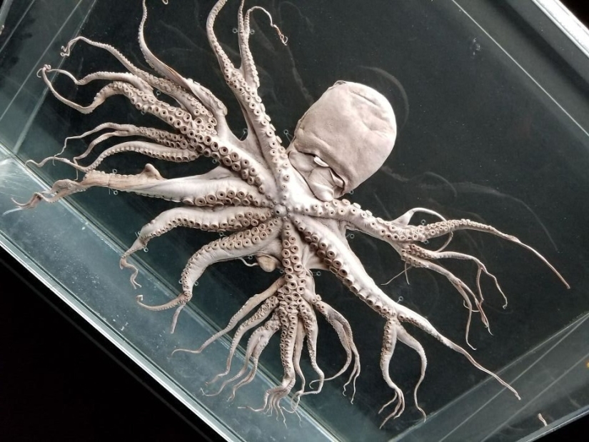 50 misterioso ejemplos de cuando la Madre naturaleza adormecida por el horror