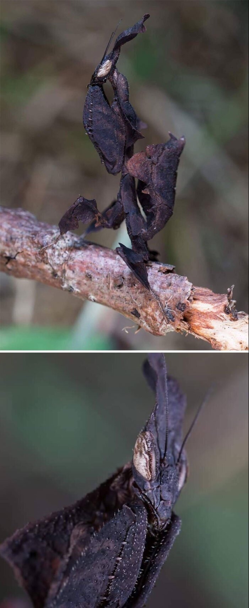 50 misterioso ejemplos de cuando la Madre naturaleza adormecida por el horror