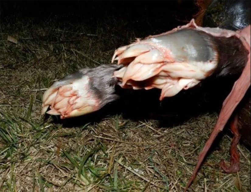 50 misterioso ejemplos de cuando la Madre naturaleza adormecida por el horror