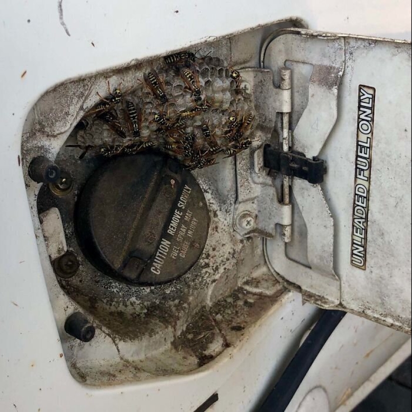 50 misterioso ejemplos de cuando la Madre naturaleza adormecida por el horror