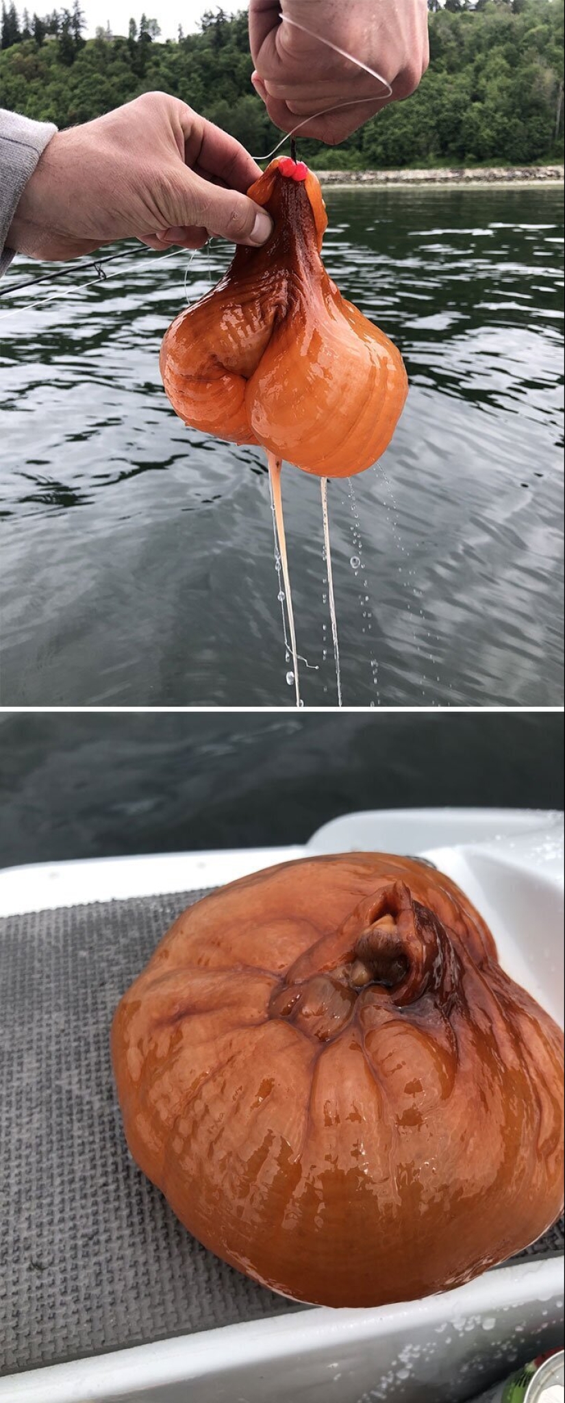 50 misterioso ejemplos de cuando la Madre naturaleza adormecida por el horror