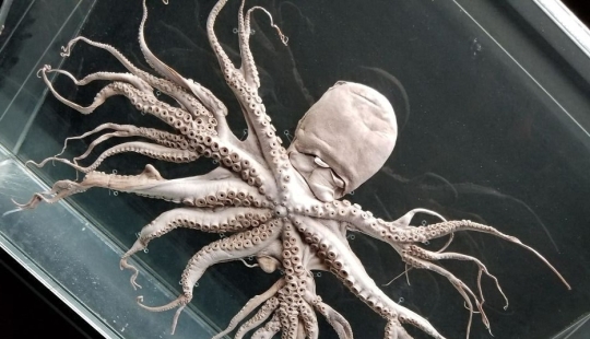 50 misterioso ejemplos de cuando la Madre naturaleza adormecida por el horror 50 misterioso ejemplos de cuando la Madre naturaleza adormecida por el horror