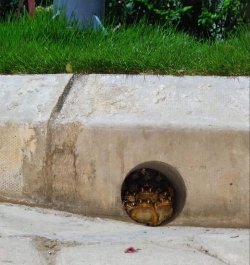 50 misterioso ejemplos de cuando la Madre naturaleza adormecida por el horror