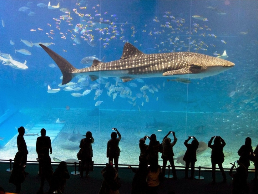 50 photos of Dubai, the most insane city on earth 50 photos of Dubai, the most insane city on earth