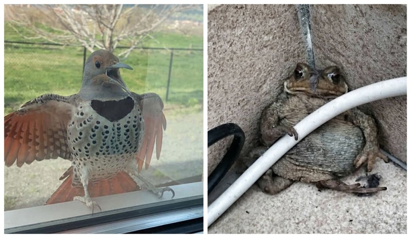 50 silly, ridiculous, indecent pictures of animals 50 silly, ridiculous, indecent pictures of animals