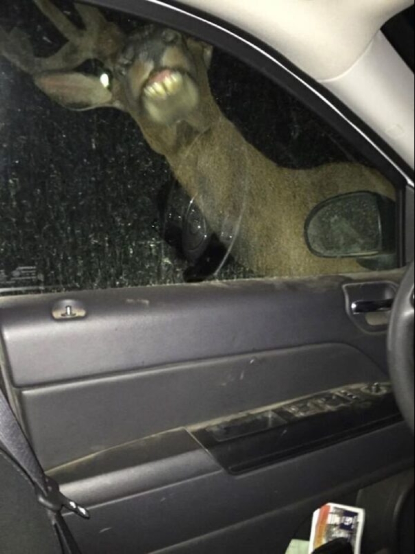 50 silly, ridiculous, indecent pictures of animals 50 silly, ridiculous, indecent pictures of animals