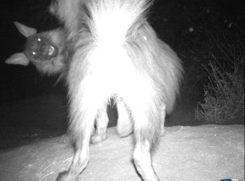 50 silly, ridiculous, indecent pictures of animals 50 silly, ridiculous, indecent pictures of animals