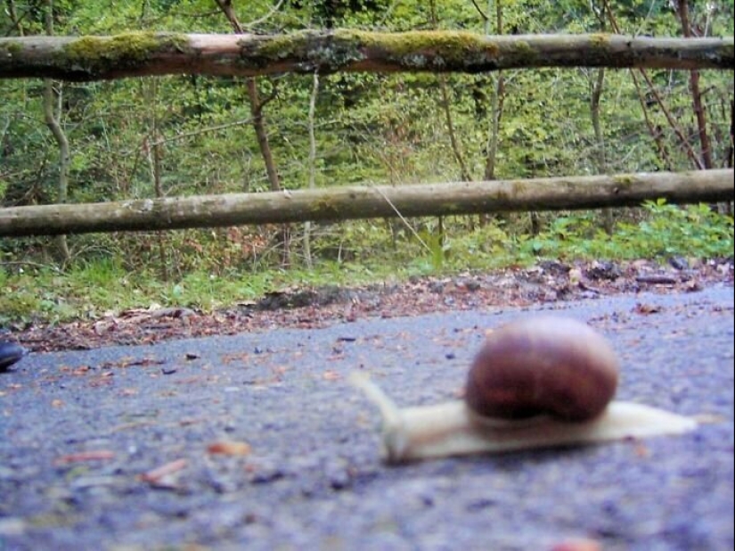 50 silly, ridiculous, indecent pictures of animals 50 silly, ridiculous, indecent pictures of animals