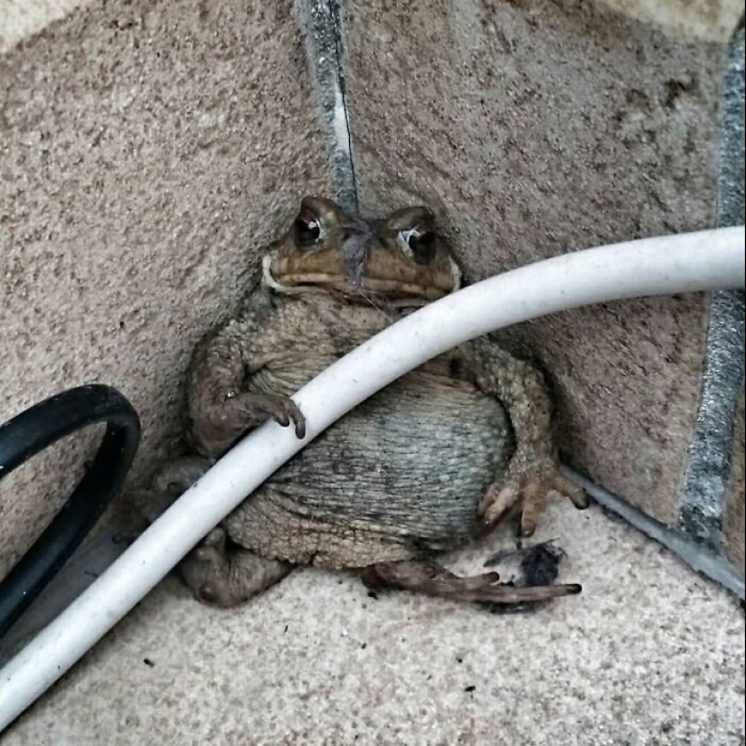 50 silly, ridiculous, indecent pictures of animals 50 silly, ridiculous, indecent pictures of animals