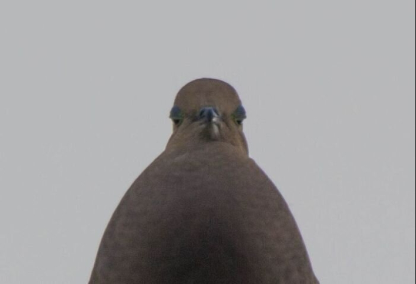 50 silly, ridiculous, indecent pictures of animals 50 silly, ridiculous, indecent pictures of animals