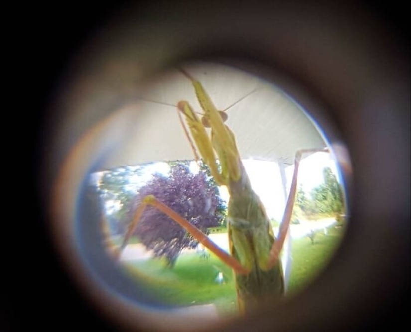 50 silly, ridiculous, indecent pictures of animals 50 silly, ridiculous, indecent pictures of animals