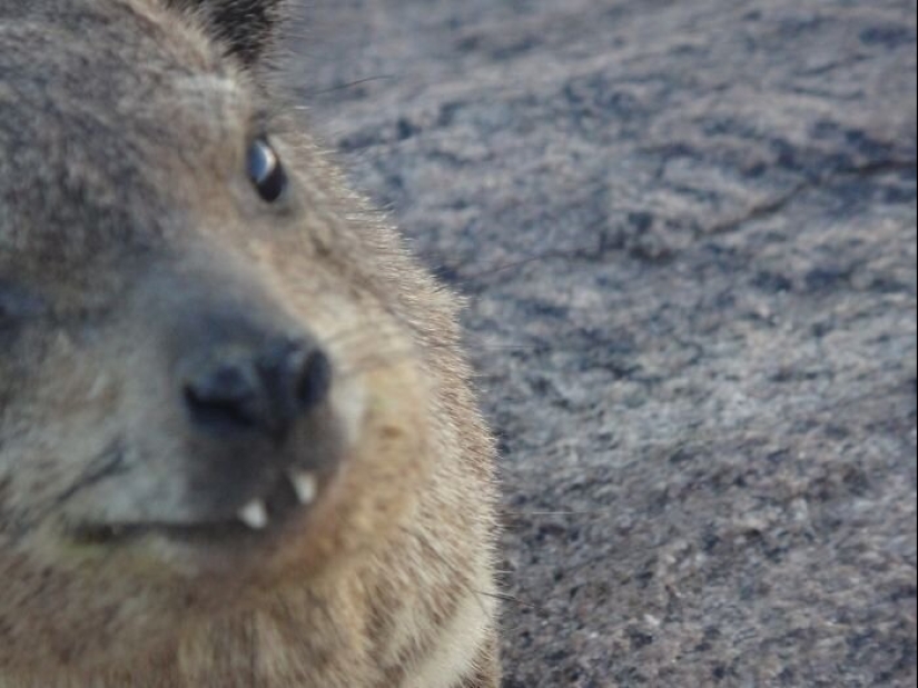 50 silly, ridiculous, indecent pictures of animals 50 silly, ridiculous, indecent pictures of animals