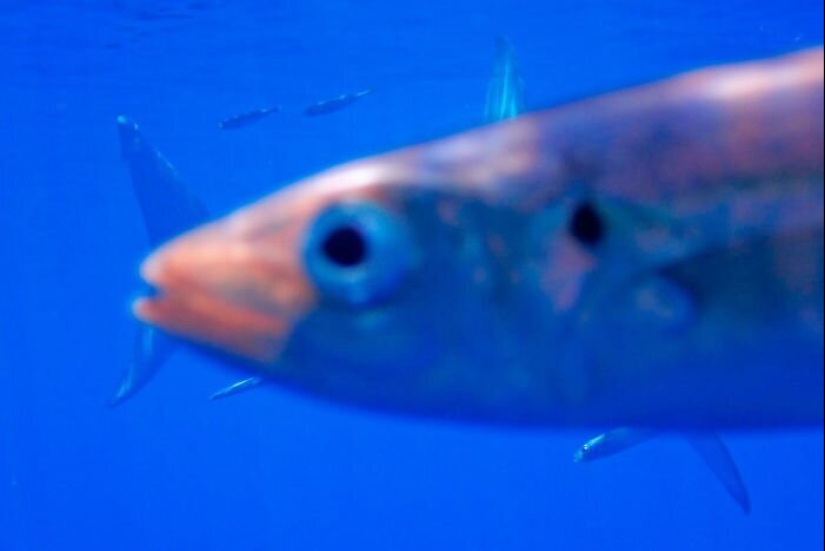 50 silly, ridiculous, indecent pictures of animals 50 silly, ridiculous, indecent pictures of animals