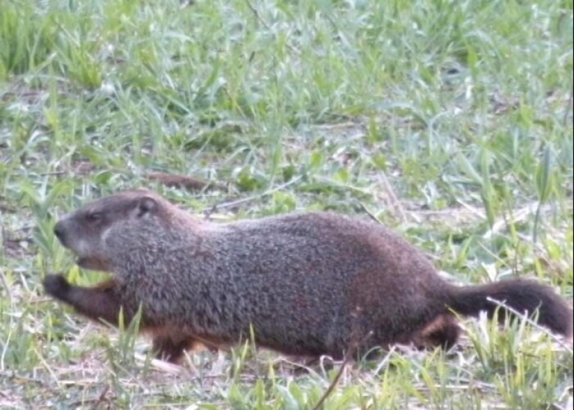 50 silly, ridiculous, indecent pictures of animals 50 silly, ridiculous, indecent pictures of animals